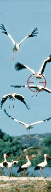 NABU tl_files/logos/nabu_li.gif